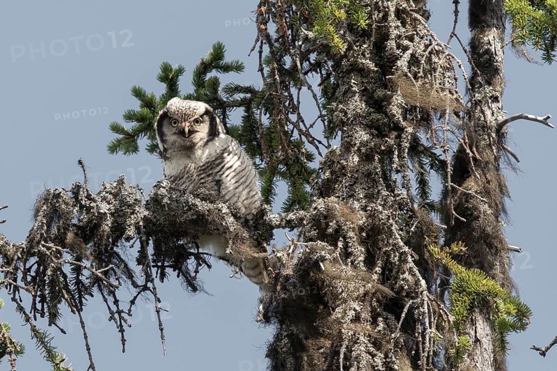 Northern Hawk-Owl (Surnia ulula), Dalarna, Sweden