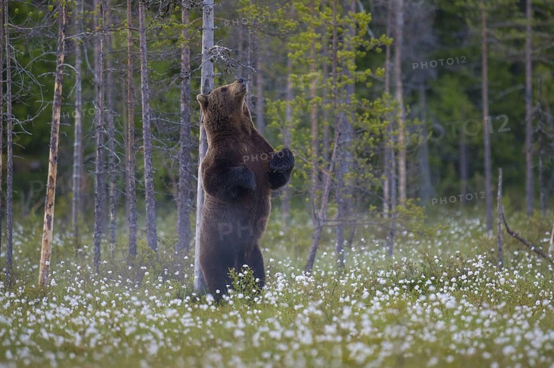 Eurasian Brown Bear (Ursus arctos) standing at tree trunk and rubbing its back, Finland