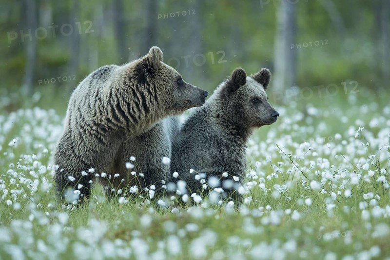 Eurasian Brown Bear (Ursus arctos) mother with cub in white cottongrass, Finland