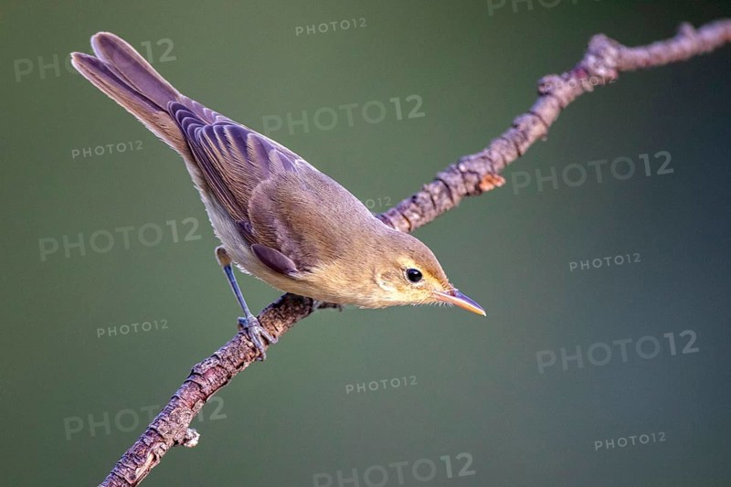 Melodious Warbler (Hippolais polyglotta) perched on a branch, Castile and Leon, Spain