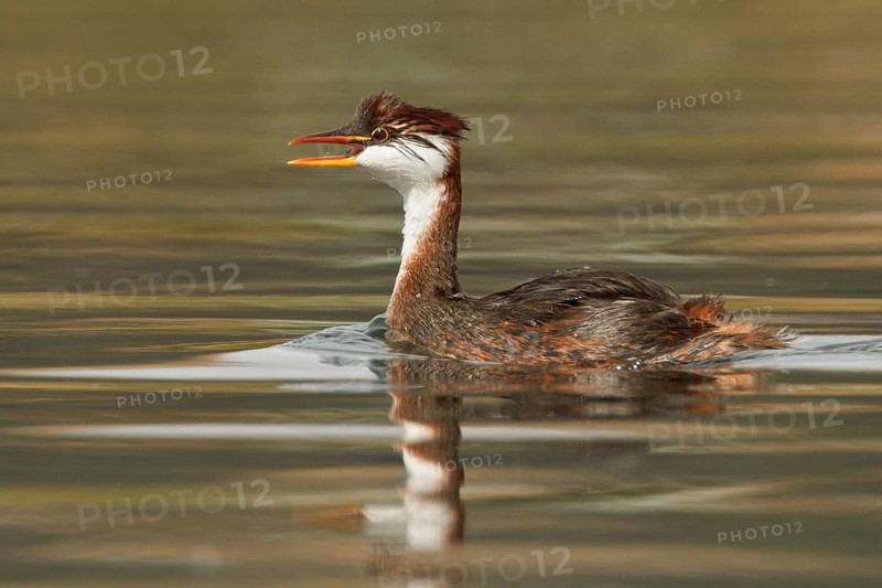 Titicaca Flightless Grebe (Rollandia microptera) in lake Titicaca in Bolivia, South America