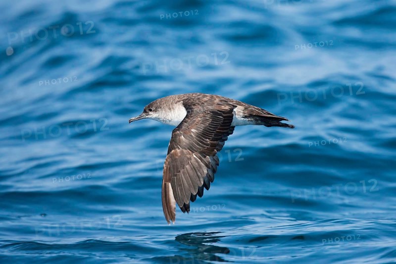 Black-vented Shearwater Puffinus opisthomelas San Diego, California, United States 14 September Adult Procellariidae