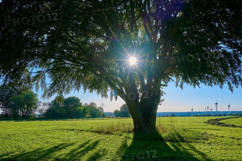 Sunbeams breaking through the branches of a large tree standing in the centre of a green meadow, summer, Rohren, Monschau, Eifel, North Rhine-Westphalia, Germany