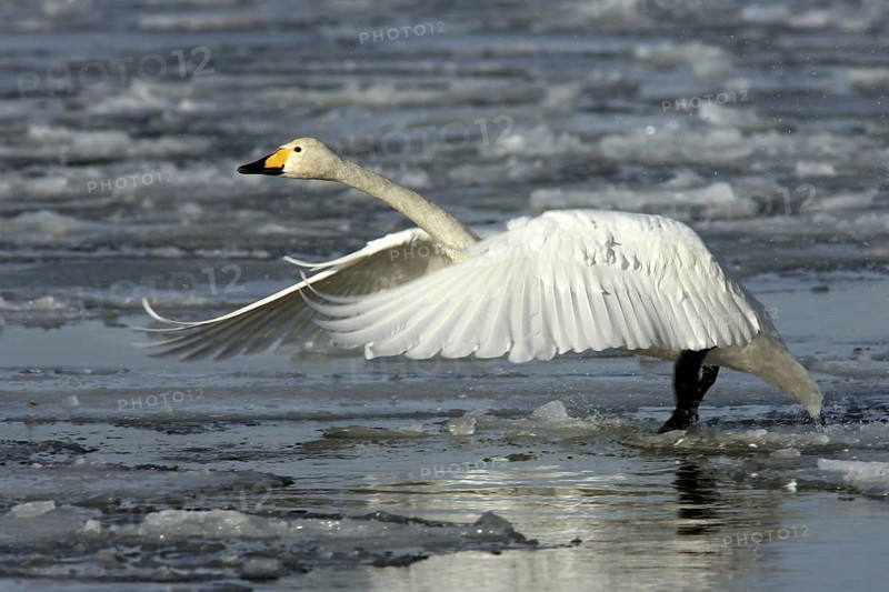 Whooper Swan (Cygnus cygnus) taking flight, Mecklenburg-Western Pomerania, Germany