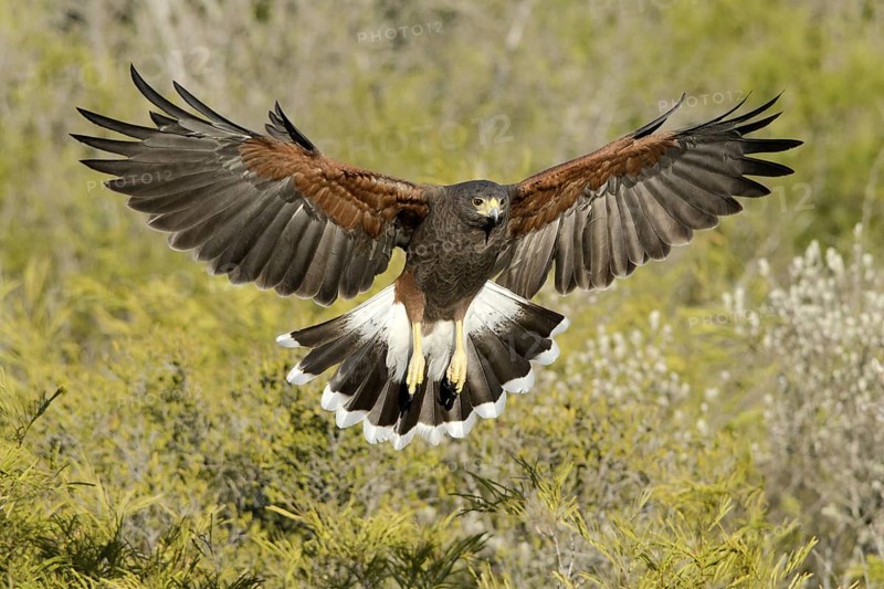 Harris's Hawk (Parabuteo unicinctus) flying, Texas, USA