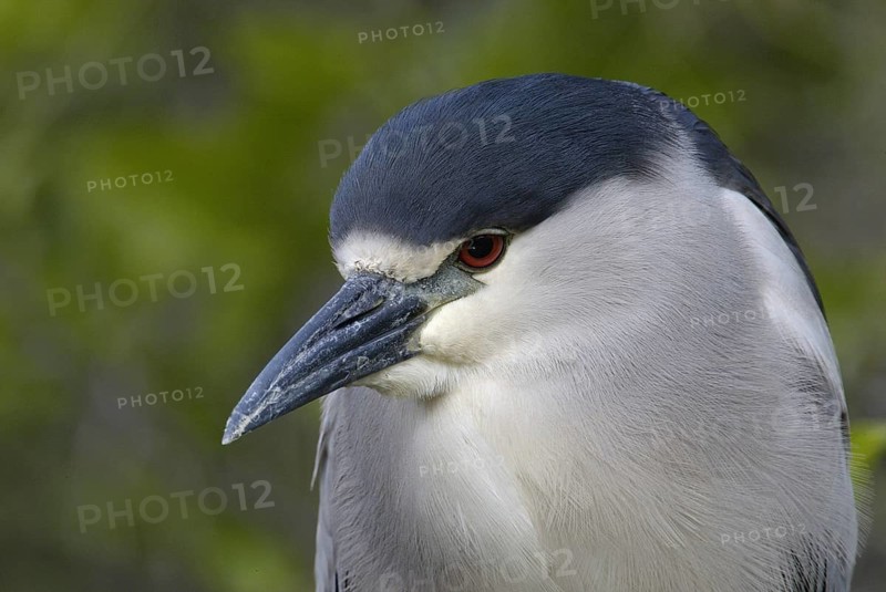 Black-crowned Night Heron (Nycticorax nycticorax), Florida, USA