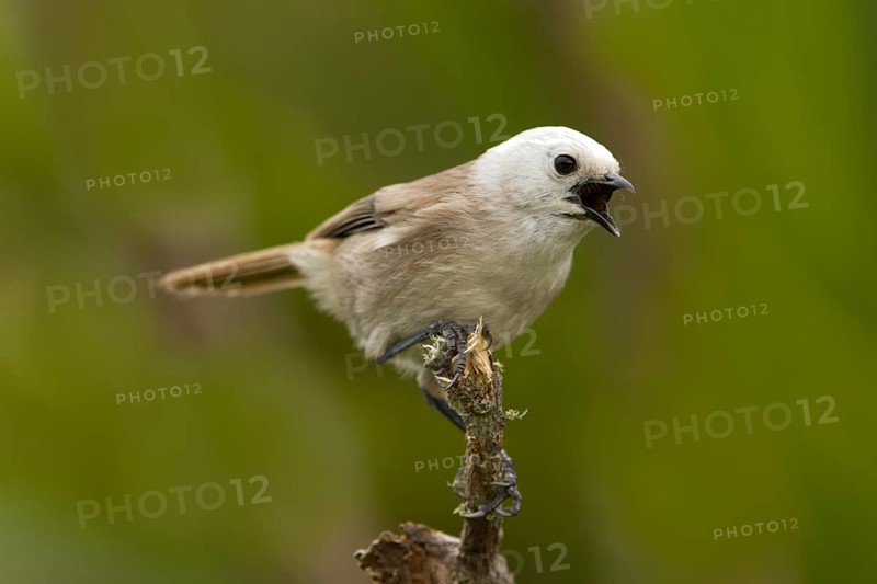Whitehead (Mohoua albicilla) singing, Tiritiri Matangi Island, New Zealand