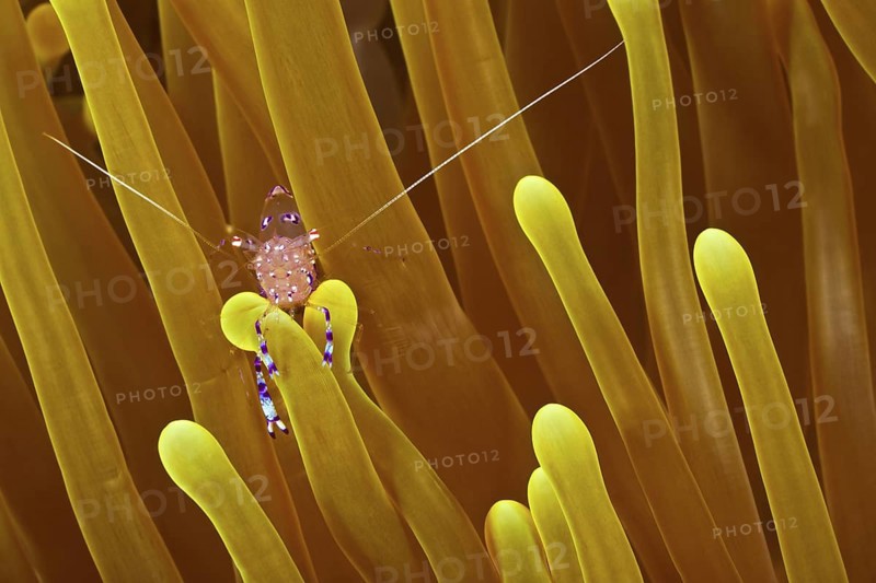 Anemonen-Partnergarnele, Ancylomenes tosaensis Tosa Anemone Shrimp, Ancylomenes tosaensis