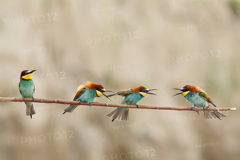 European Bee-eater (Merops apiaster), Piedmont, Italy
