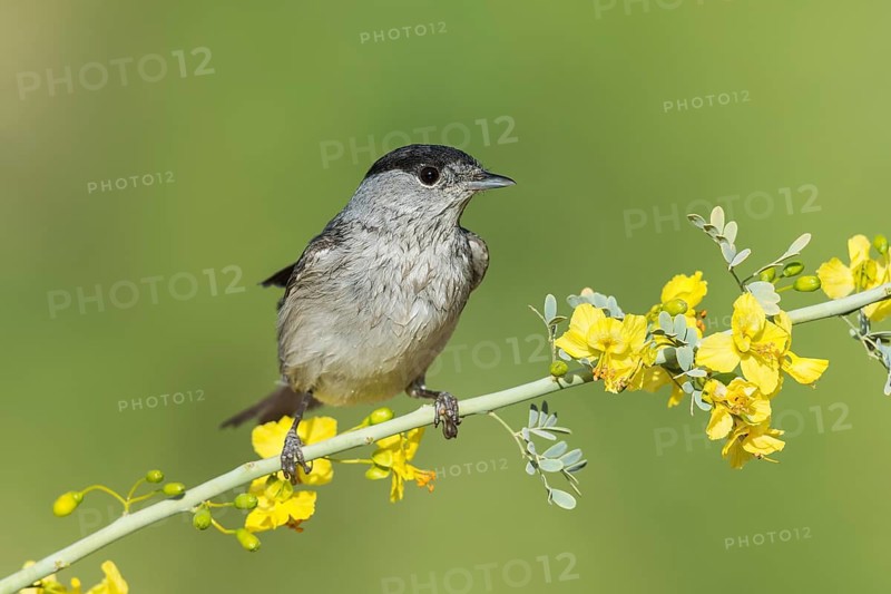 Eurasian Blackcap (Sylvia atricapilla) male, Eilat, Israel