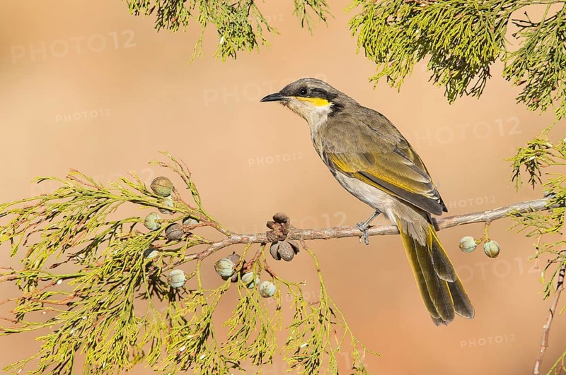 Singing Honeyeater (Gavicalis virescens), Victoria, Australia