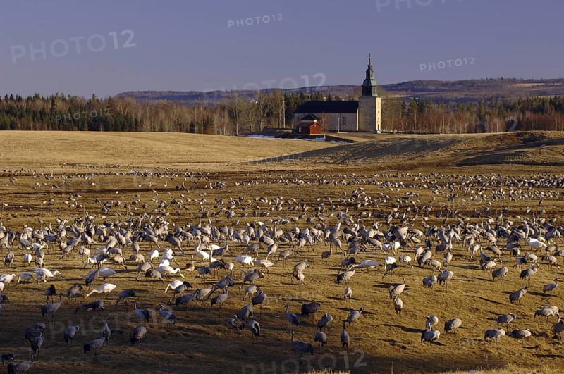 Common Crane (Grus grus), Vaestergoetland, Sweden