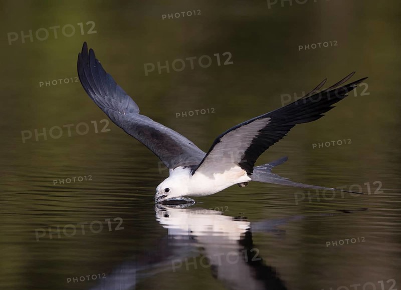 Swallow-tailed Kite (Elanoides forficatus) drinking in flight, Florida, USA