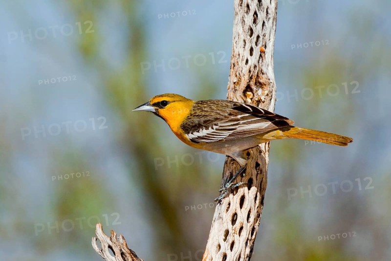 Bullock's Oriole Icterus bullockii Amado, Santa Cruz County, Arizona, United States 16 April First year Male. Icteridae