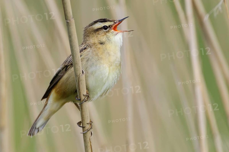 Sedge Warbler (Acrocephalus schoenobaenus) singing, Lower Saxony, Germany