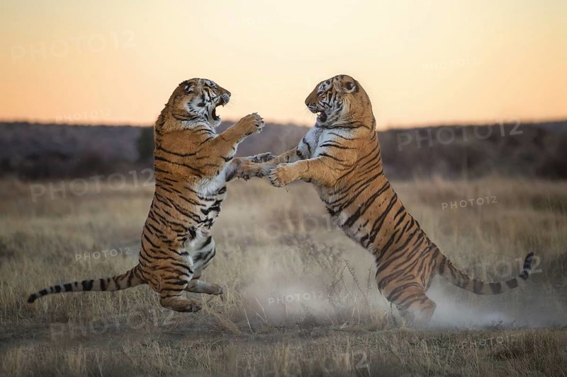 Bengal Tiger (Panthera tigris) two females fighting, captive, Philippolis, South Africa