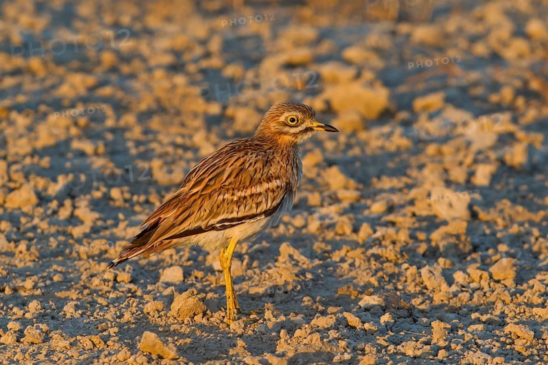 Eurasian Stone-curlew (Burhinus oedicnemus), Mallorca, Spain