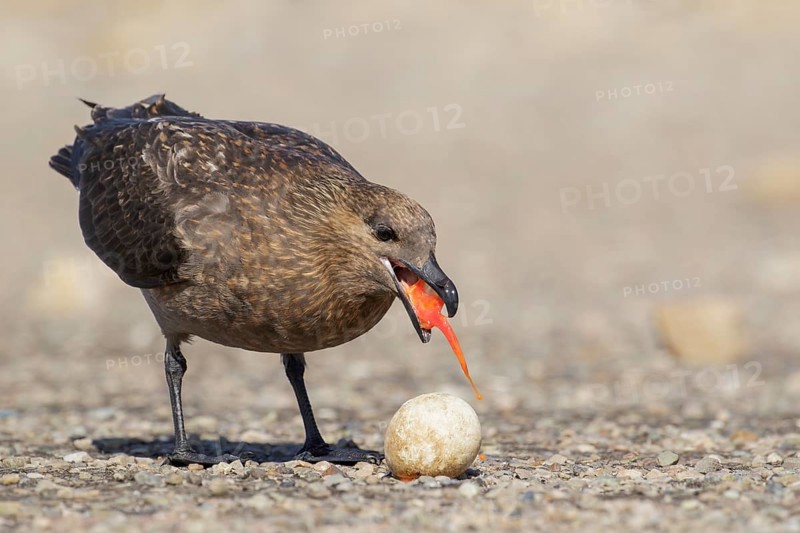 Brown (Subantarctic) Skua (Stercorarius antarcticus lonnbergi) scavenge for food near a penguin colony in the Falkland Islands