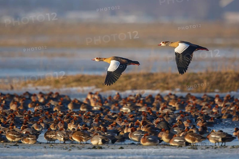 Egyptian Goose & Eurasian Wigeon (Alopochen aegyptiaca & Mareca penelope) pair of Egyptian Goose in flight over a group of resting Eurasian Wigeons, Netherlands