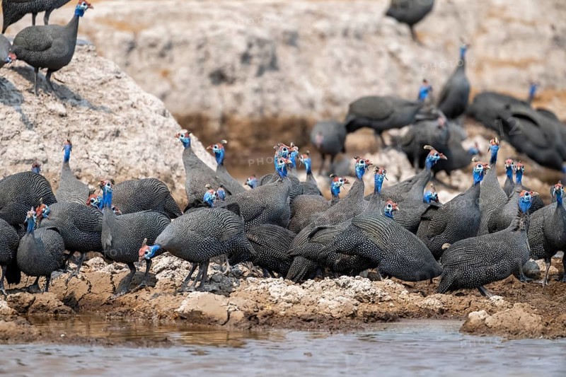 Helmeted guinea fowl (Numida meleagris), flock at the waterhole, Nxai Pan National Park, Botswana