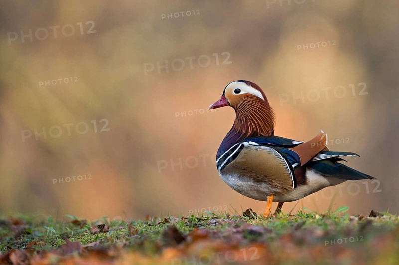 Colourful beauty... Mandarin duck (Aix galericulata), male bird, drake, most colourful and conspicuous duck in Europe, not a native bird, origin Asia, neozoon, often feral, occasionally released in parks or captive escapees, universally popular, native nature, Lower Rhine, Rhineland, North Rhine-Westphalia, Germany, Western Europe