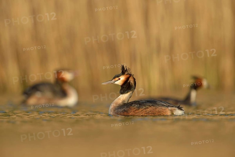 Great Crested Grebe (Podiceps Scalloped ribbonfish) in breeding plumage, breeding plumage, several, small group, flock, swimming in golden light, early morning light, on a natural water body in front of a reed belt, waterfowl, native nature, Lower Rhine, Rhineland, North Rhine-Westphalia, Germany, Western Europe