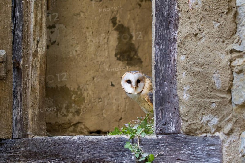 Western Barn Owl (Tyto alba), Germany