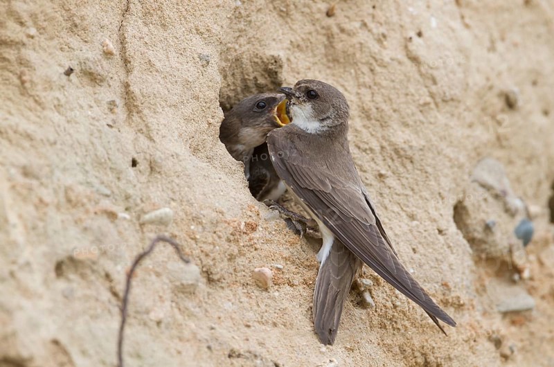 Common Sand Martin - Uferschwalbe - Riparia riparia ssp. riparia, Germany, adult and juvenile