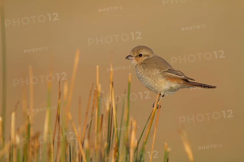 Isabelline Shrike - Isabellwürger - Lanius isabellinus ssp. isabellinus, Oman, juvenile