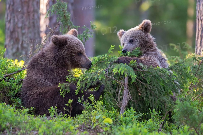Eurasian Brown Bear (Ursus arctos) two cubs foraging in forest, Finland