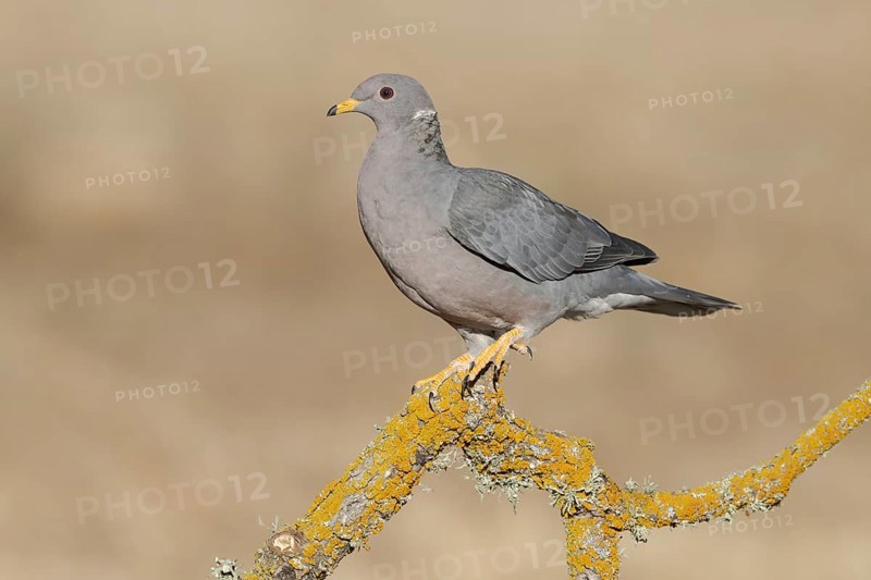 Band-tailed Pigeon (Patagioenas fasciata), California, USA