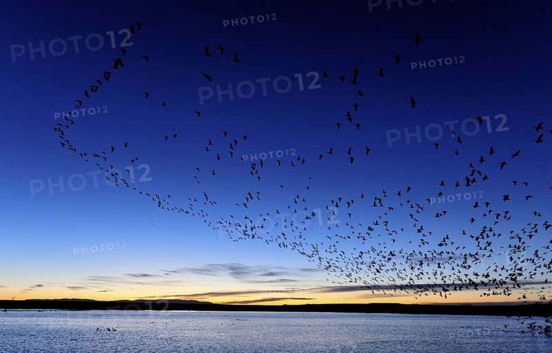 Snow Goose (Anser caerulescens) flying, New Mexico, USA