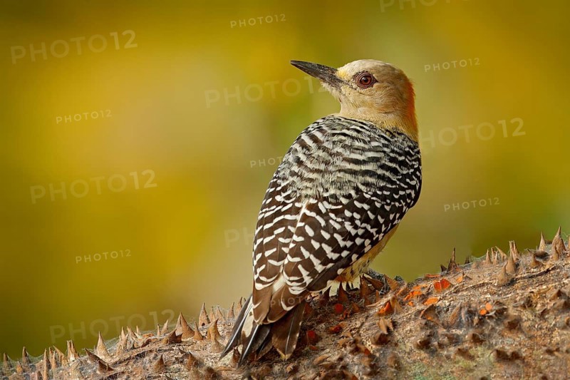 Woodpecker from Costa Rica, Hoffmann's Woodpecker, Melanerpes hoffmanni, sitting on the tree trunk with nesting hole, bird in the nature habitat, Costa Rica. Birdwatching in South America
