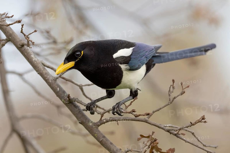 A Yellow-billed Magpie (Pica nuttalli), endemic to California, perched in a deciduous oak tree near Sacramento in California's Central Valley