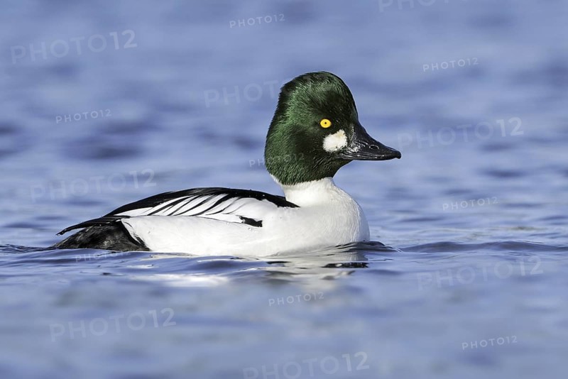 Common Goldeneye (Bucephala clangula) male, British Columbia, Canada