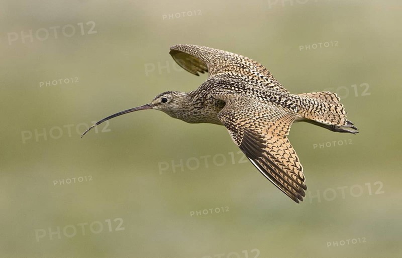 Long-billed Curlew (Numenius americanus), Alberta, Canada