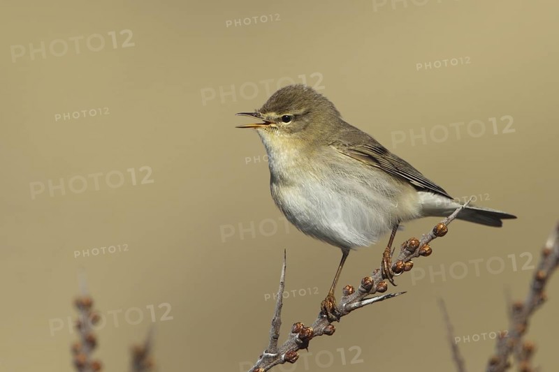 Willow Warbler (Phylloscopus trochilus) male singing, Saxony-Anhalt, Germany