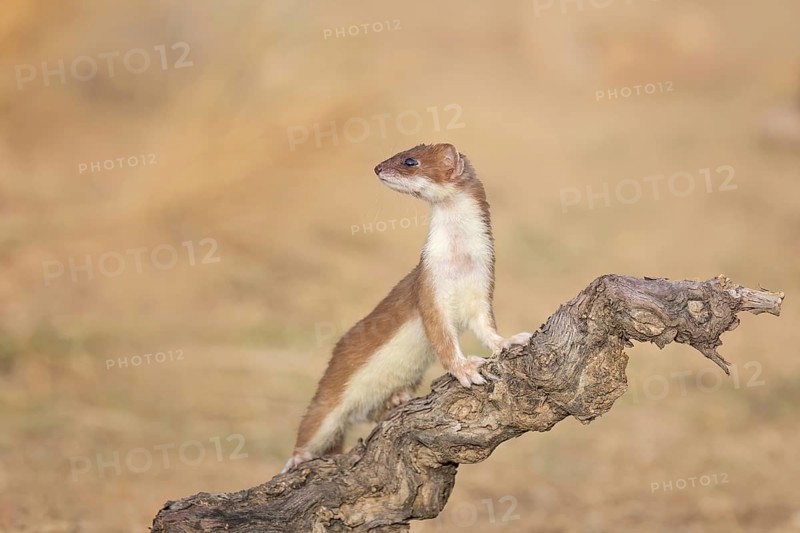 Short-tailed Weasel (Mustela erminea) close-up on tree trunk, Castile-La Mancha, Spain