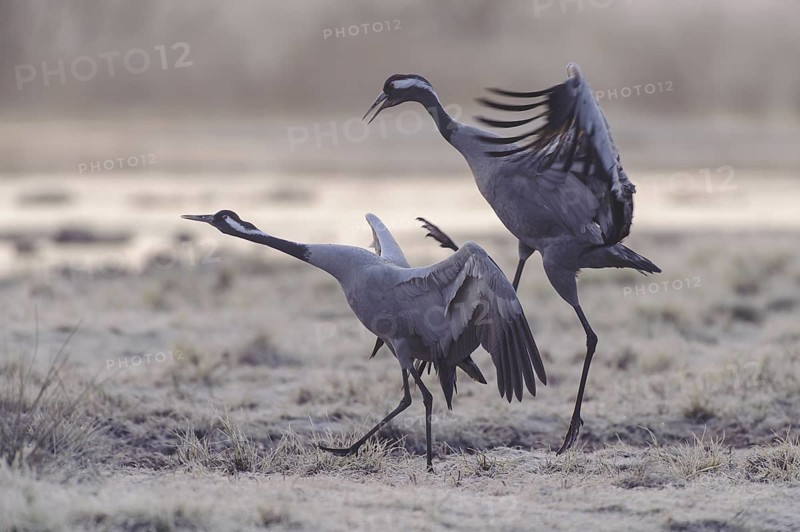 Common Crane (Grus grus) courting, Vaestergoetland, Sweden