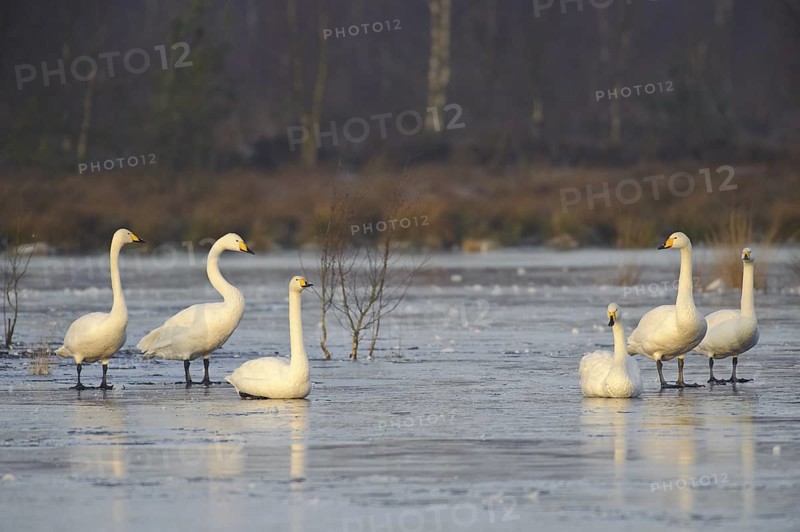 Whooper Swan (Cygnus cygnus), Lower Saxony, Germany