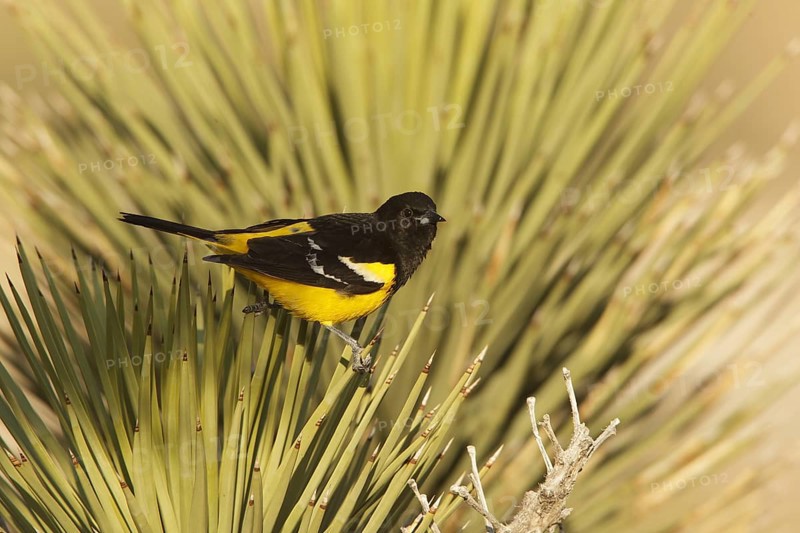 Scott's Oriole (Icterus parisorum) male, California, USA