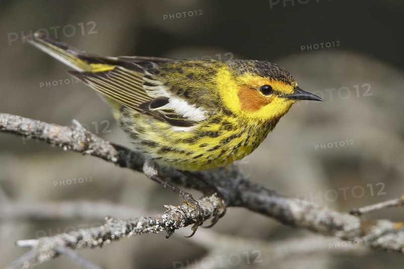 Cape May Warbler (Setophaga tigrina), Manitoba, Canada