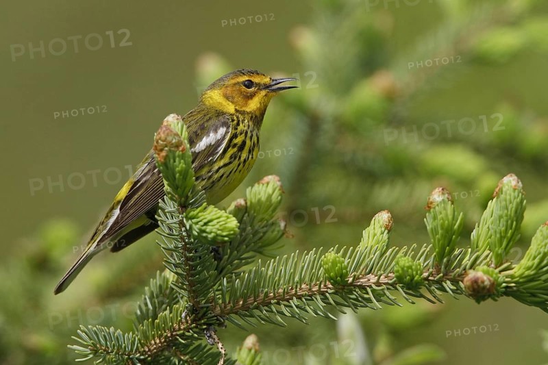 Cape May Warbler (Setophaga tigrina), Manitoba, Canada