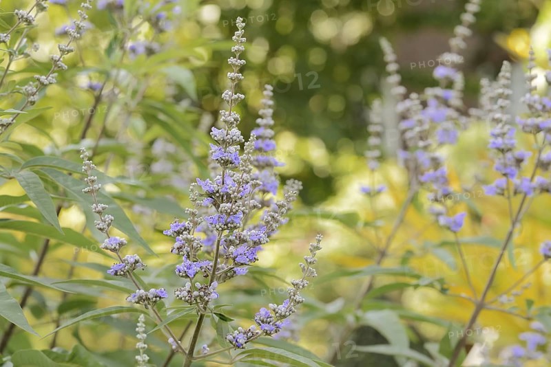 Monk's pepper or chaste tree (Vitex agnus-castus, Agnus-castus vulgaris, Vitex verticillata), flowering, North Rhine-Westphalia, Germany