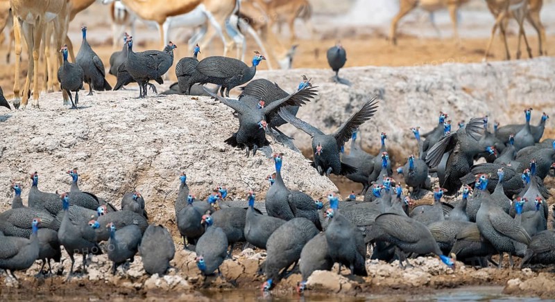 Helmeted guinea fowl (Numida meleagris), flock at the waterhole, Nxai Pan National Park, Botswana