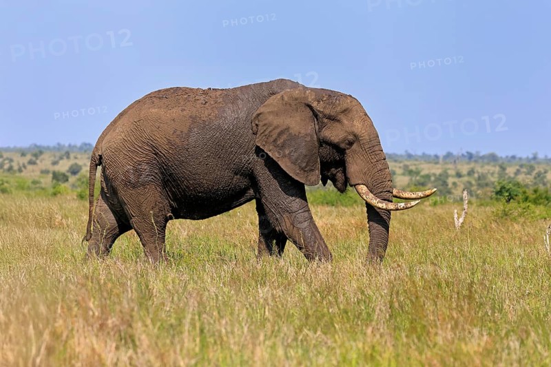 African elephant (Loxodonta africana), adult, foraging, Kruger, Kruger National Park, South Africa
