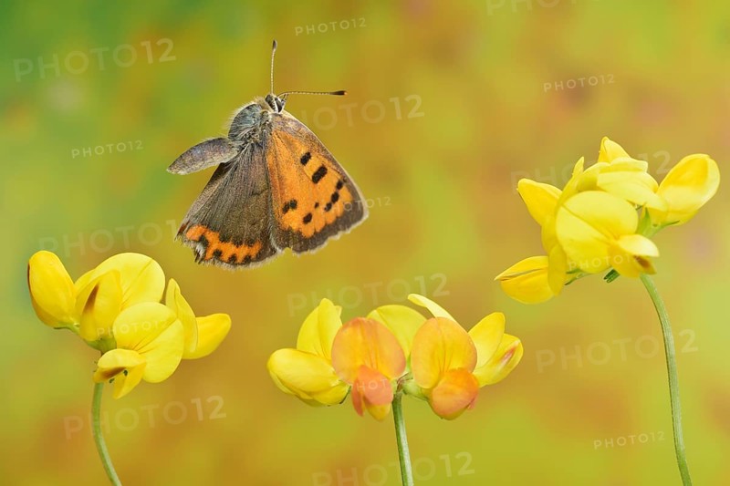 Small copper (Lycaena phlaeas) in flight on the flowers of the horseshoe vetch (Hippocrepis comosa)