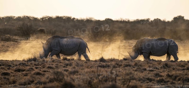 Southern white rhinoceros (Ceratotherium simum simum), Khama Rhino Sanctuary, Serowe, Botswana