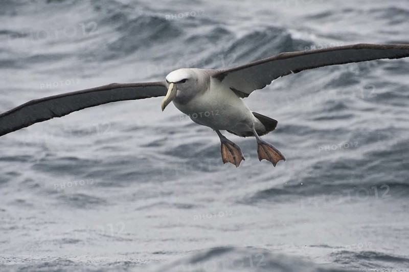 Salvin's Albatross (Thalassarche salvini), New Zealand