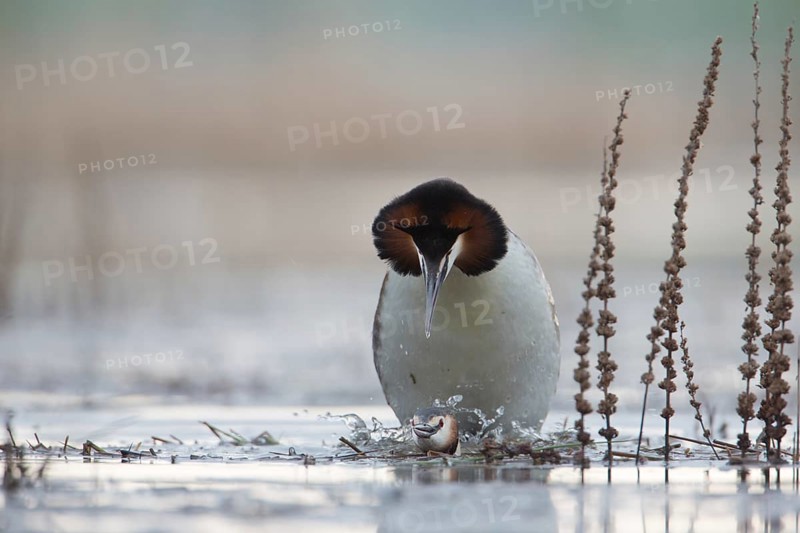 Great Crested Grebe (Podiceps cristatus) pair mating, Saxony, Germany